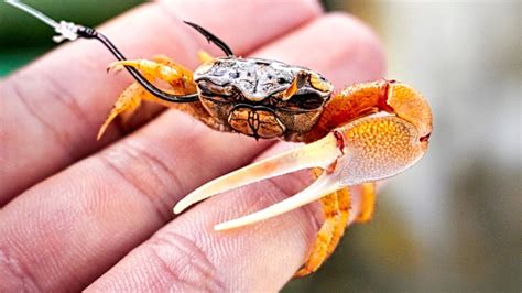 live fiddler crabs shipped.